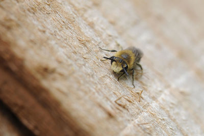 Close-up of insect on wood