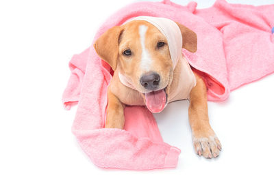 Portrait of injured dog with bandage and towel on white background