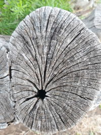 Close-up of tree stump