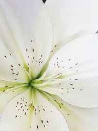 Full frame shot of white flowering plant