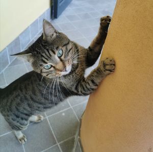 High angle portrait of tabby cat on tiled floor