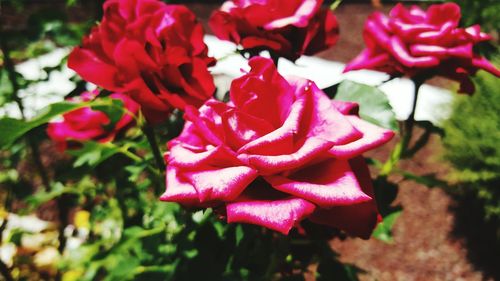 Close-up of pink roses