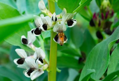 Close-up of insect on flower