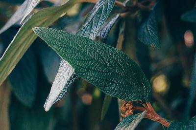 Close-up of frozen leaves