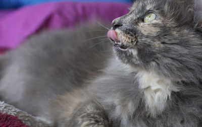 Gray cat resting indoors, licking her lips