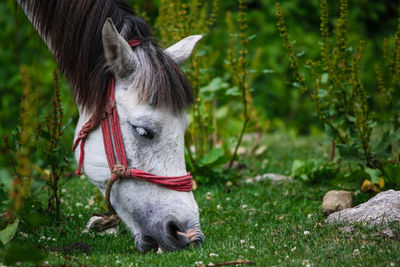 Horse grazing on field