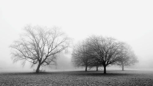 Single tree in park against sky