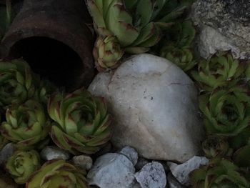 Plants growing on rocks