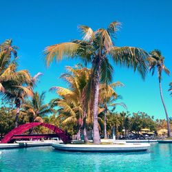 Swimming pool with palm trees against clear blue sky