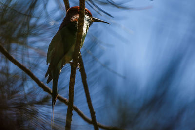 Low angle view of a bird