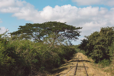 Dirt road amidst trees against sky