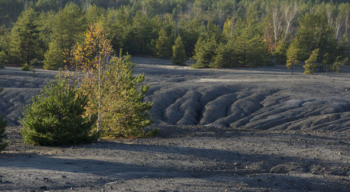 Plants and trees in park