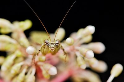 Close-up of insect on leaf