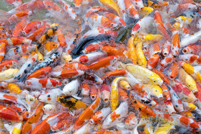 View of koi carps swimming in sea