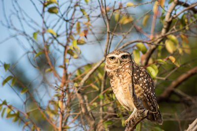 Bird perching on a tree