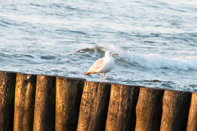 Seagull perching on wooden post by sea