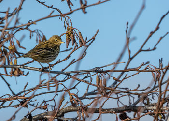 Low angle view of bird perching on tree against clear blue sky