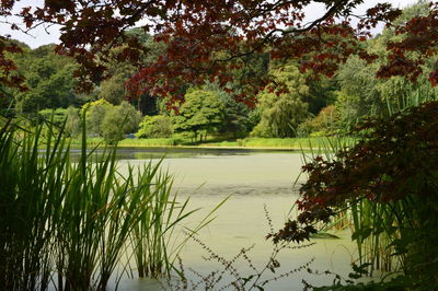 Reflection of trees in lake