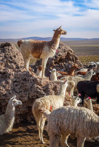 Sheep standing in a field