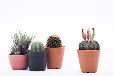 Close-up of potted plants against white background