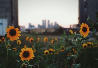 Close-up of yellow flowers blooming in field