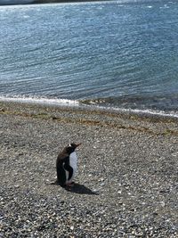 High angle view of bird on beach