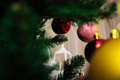 Close-up of christmas tree