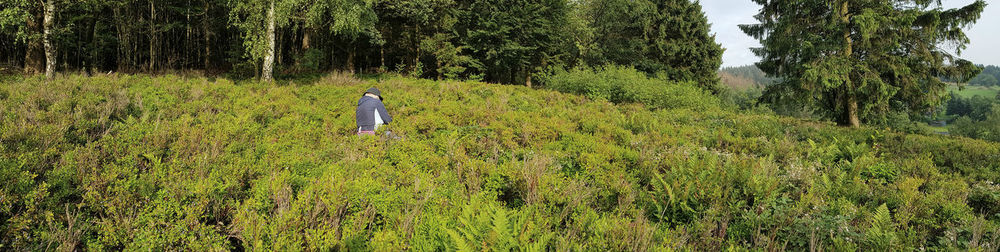 Rear view of person standing by trees in forest