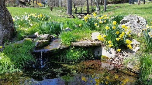 Plants growing in park