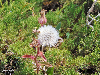 Close-up of flower plants