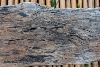 Close-up of tree trunk