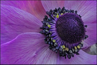 Close-up of purple flowers