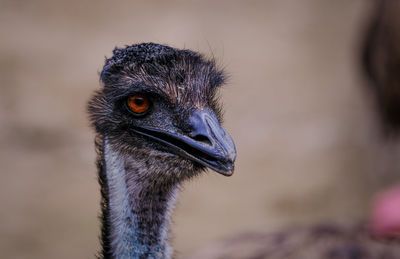 Close-up of ostrich