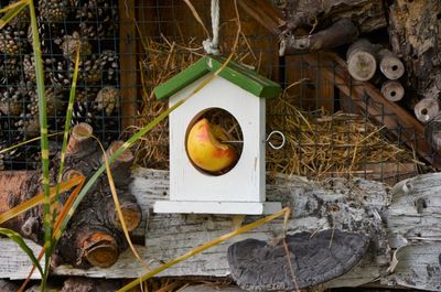 Directly above shot of food hanging in a row