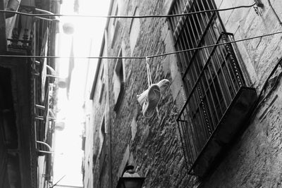 Low angle view of bird perching on wall