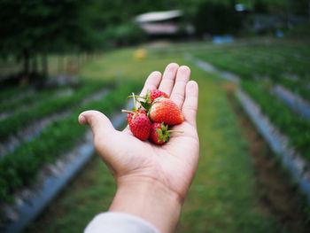 Close-up of hand holding fruits