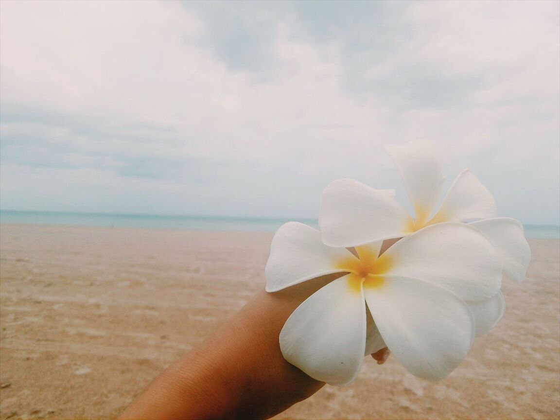 CLOSE-UP OF HAND HOLDING FLOWER AT BEACH