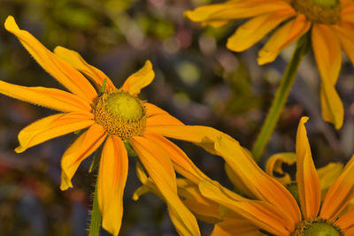 Close-up of yellow flowering plant