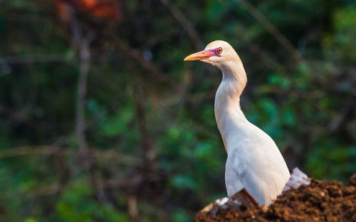 Close-up of bird perching on tree