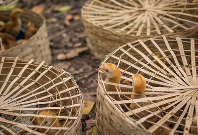 Close-up of baby chickens in baskets