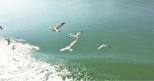 Bird flying over water