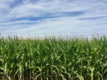 Crops growing on field against sky