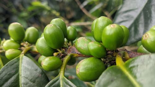 Close-up of fruit