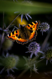 High angle view of orange butterfly on sea holly flowers