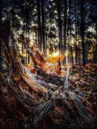 Close-up of tree trunk in forest