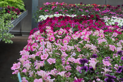 Close-up of pink flowering plants