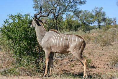 Side view of horse standing on field