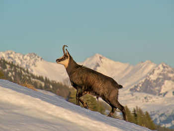 Deer on snow covered mountain