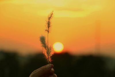 Human hand holding thistle