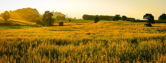 Scenic view of field against sky